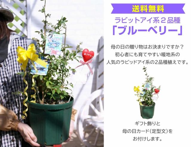 ブルーベリー  ラビットアイ 系