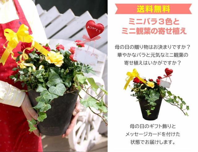 ミニバラとミニ観葉の寄せ植え