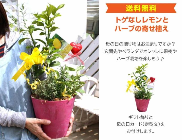 トゲなしレモンとハーブの寄せ植え