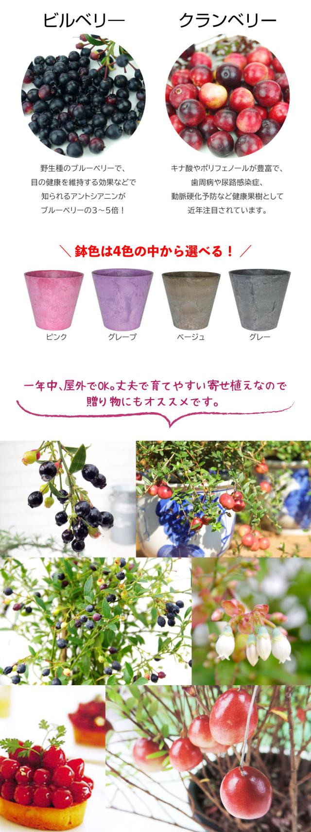 ビルベリーとクランベリーの寄せ植え