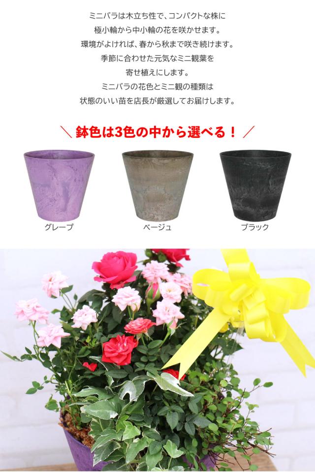 ミニバラとミニ観葉の寄せ植え