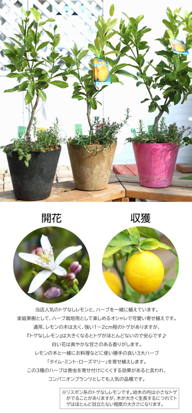 トゲなしレモンとハーブの寄せ植え