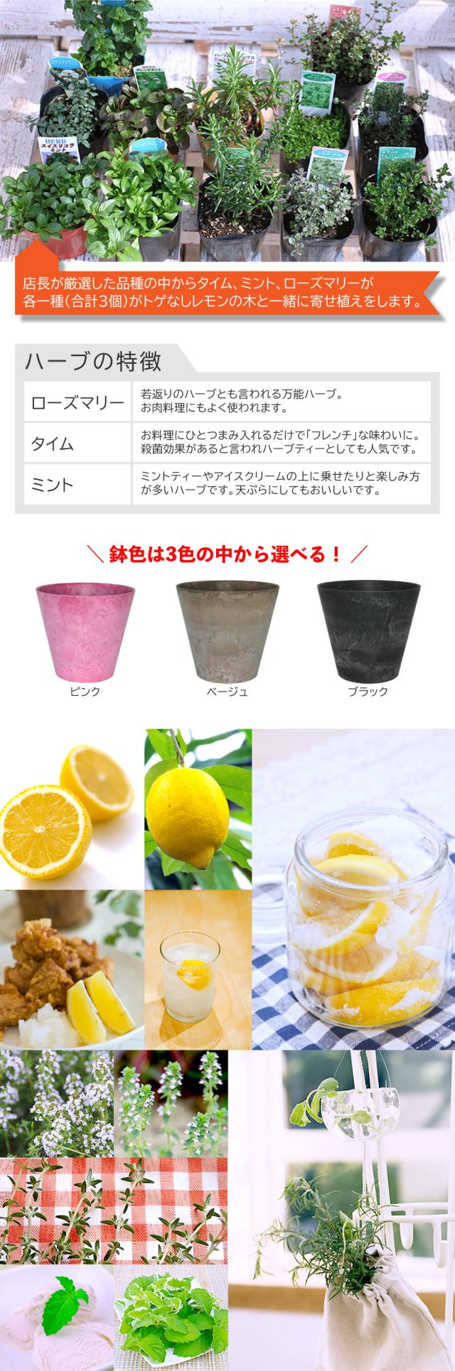 トゲなしレモンとハーブの寄せ植え