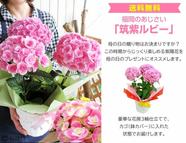 アジサイ『筑紫ルビー』