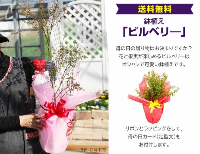 鉢植えビルベリ—