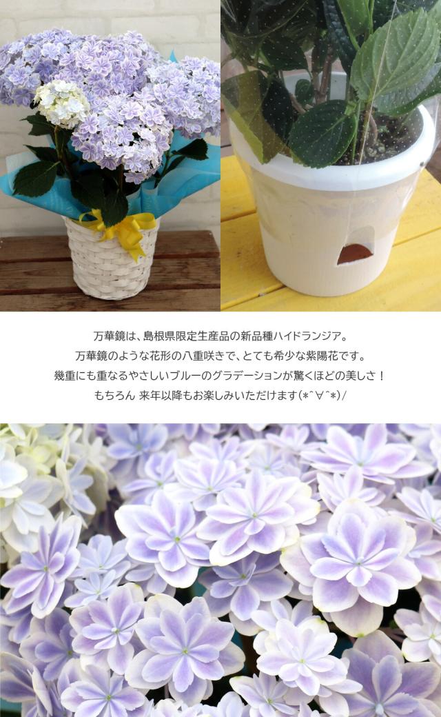 八重咲きアジサイ『万華鏡』