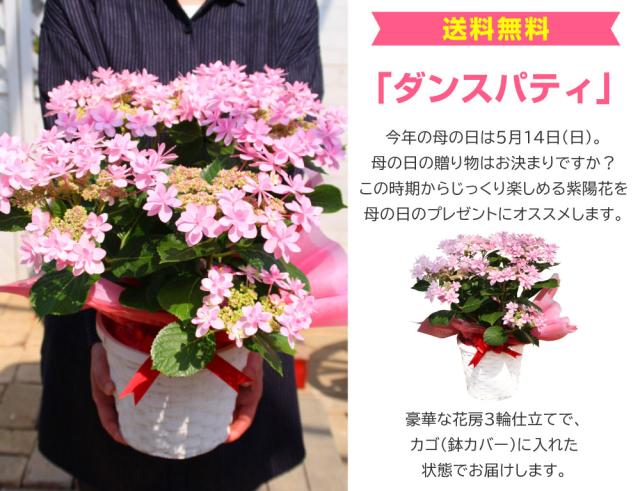 アジサイ『ダンスパティ』