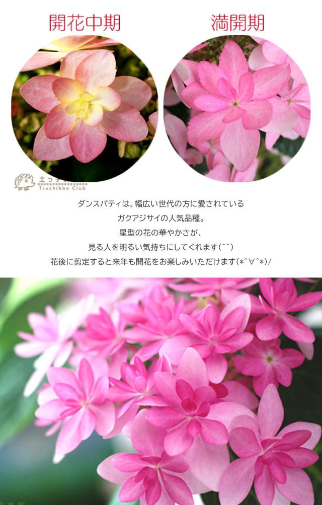 母の日に紫陽花『ダンスパティ』