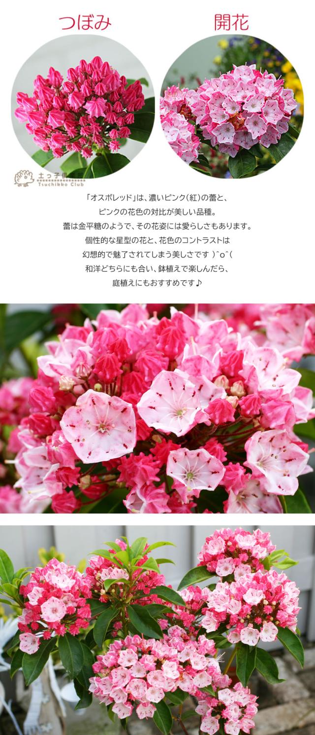 カルミア オスボレッド