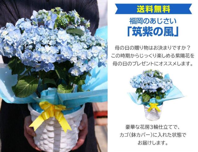 アジサイ『筑紫の風』