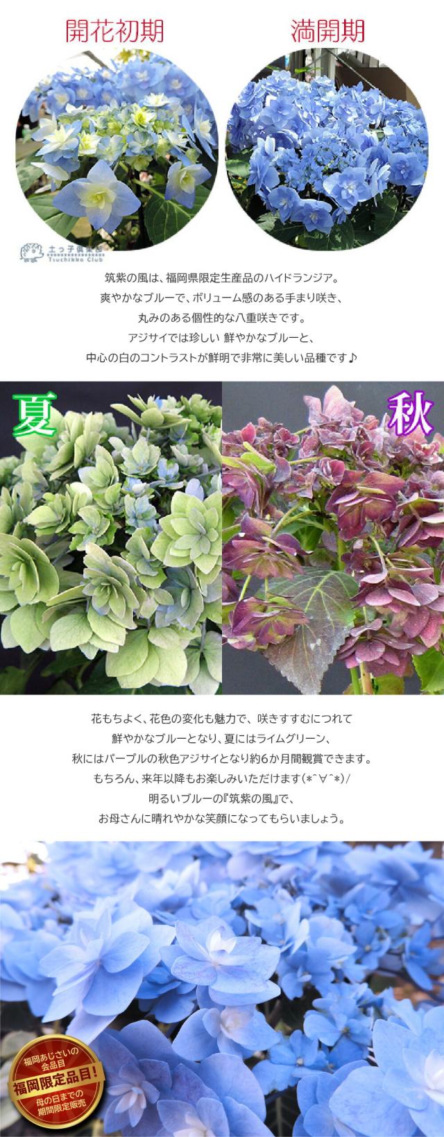母の日に紫陽花「筑紫の風」