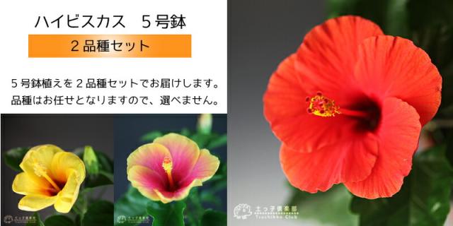 ハイビスカス