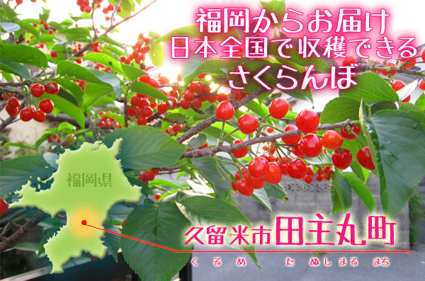 暖地さくらんぼ