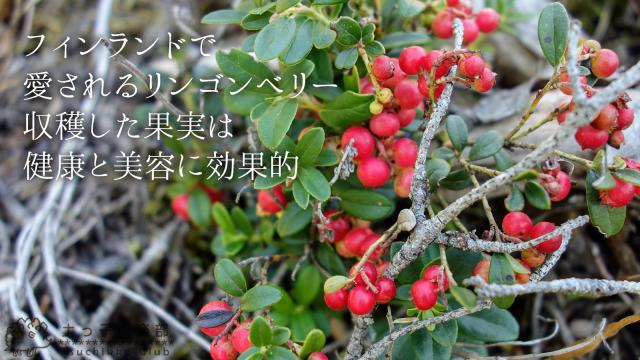 リンゴンベリー