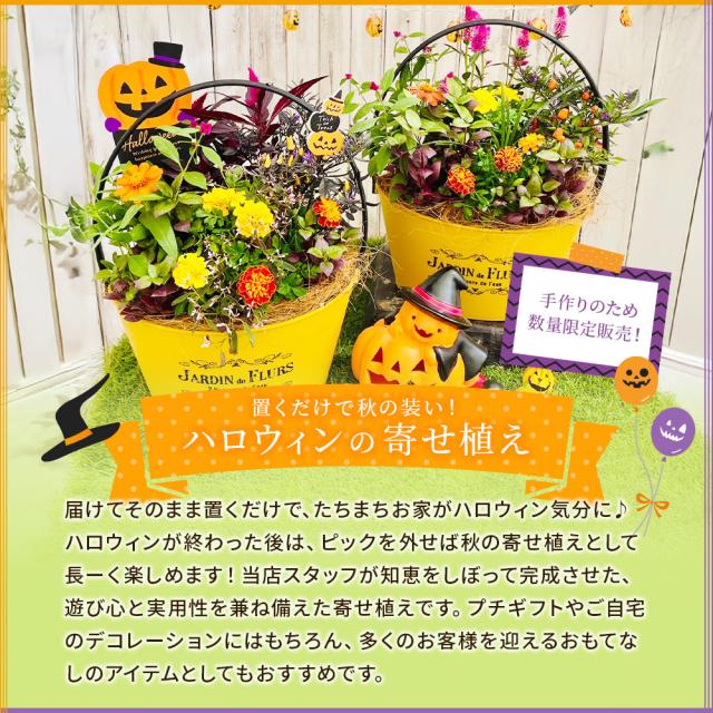 ハロウィンの寄せ植え 【 送料無料 】