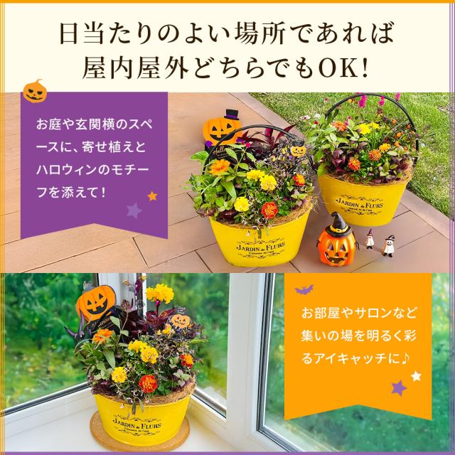 ハロウィンの寄せ植え 【 送料無料 】