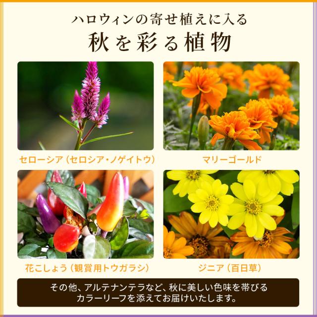 ハロウィンの寄せ植え 【 送料無料 】