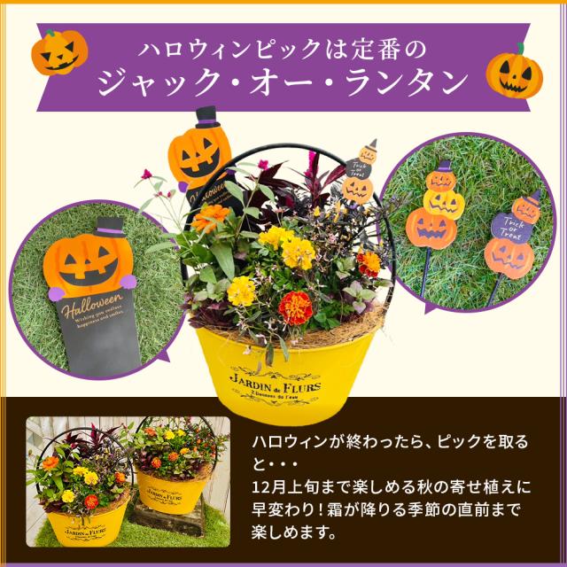 ハロウィンの寄せ植え 【 送料無料 】