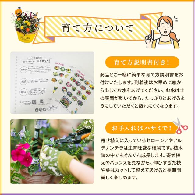 ハロウィンの寄せ植え 【 送料無料 】