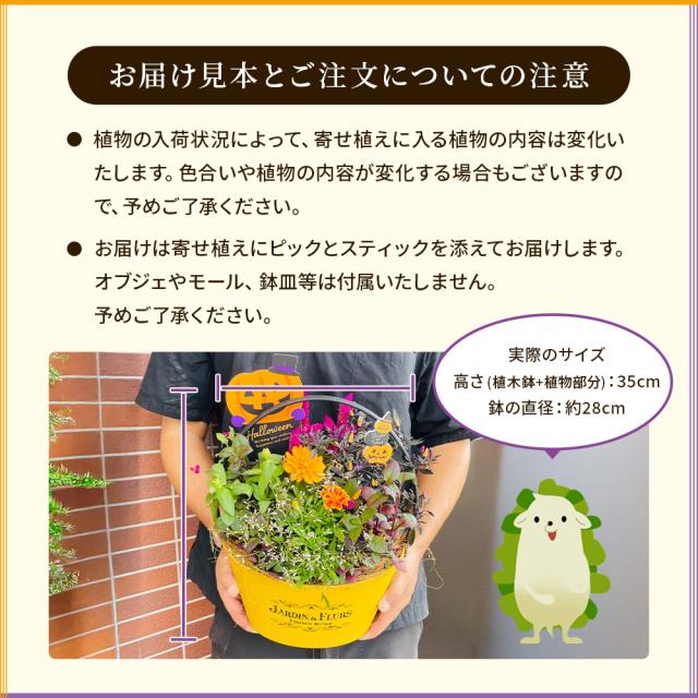 ハロウィンの寄せ植え 【 送料無料 】