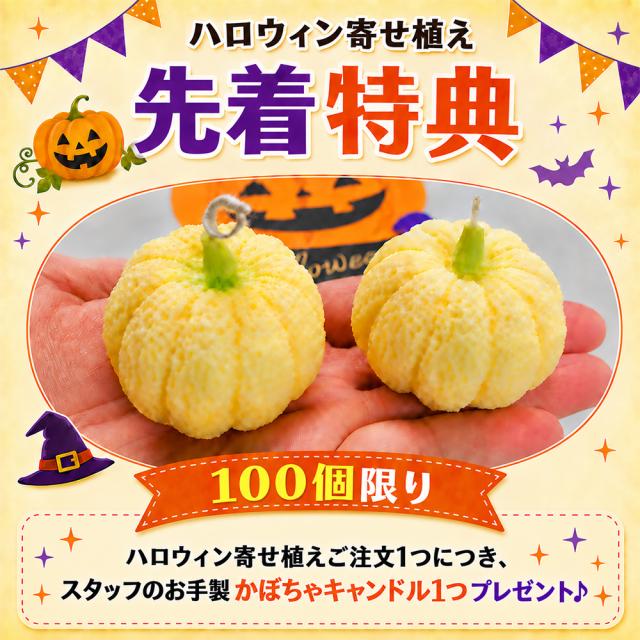 ハロウィンの寄せ植え 【 送料無料 】