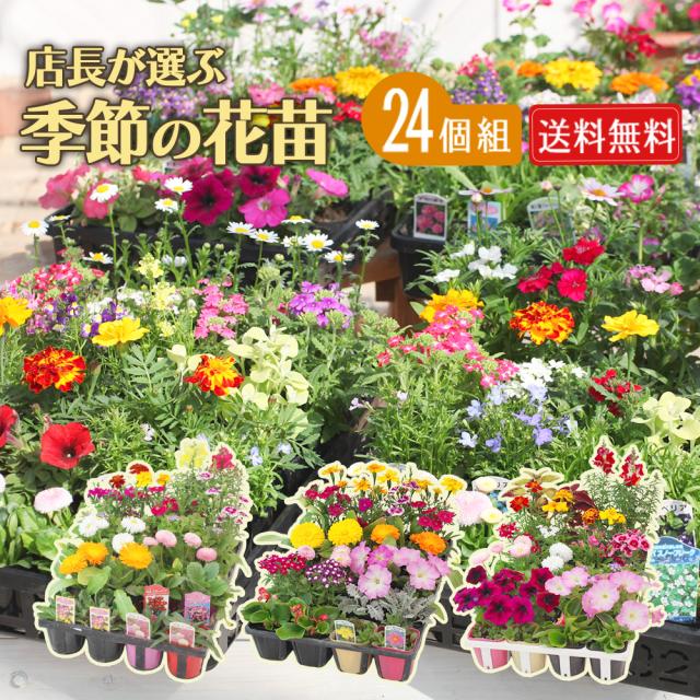 花苗24ポットセット