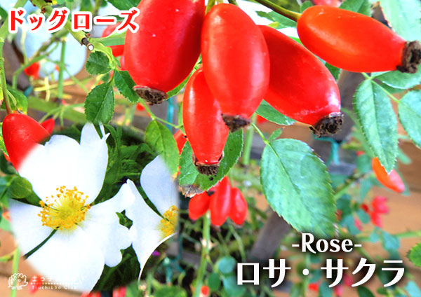 ドッグローズ