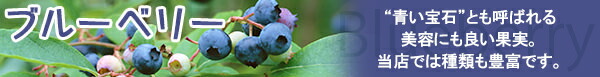 ブルーベリー