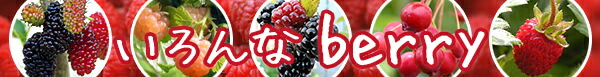 その他のベリー