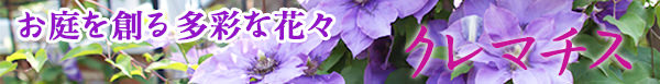 クレマチス品種もりだくさん