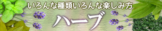 ハーブ
