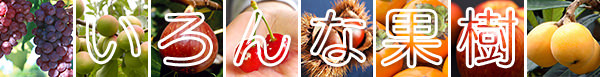 いろんな果樹