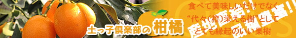 土っ子倶楽部の自慢の『柑橘類』