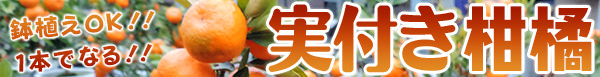 実付き柑橘