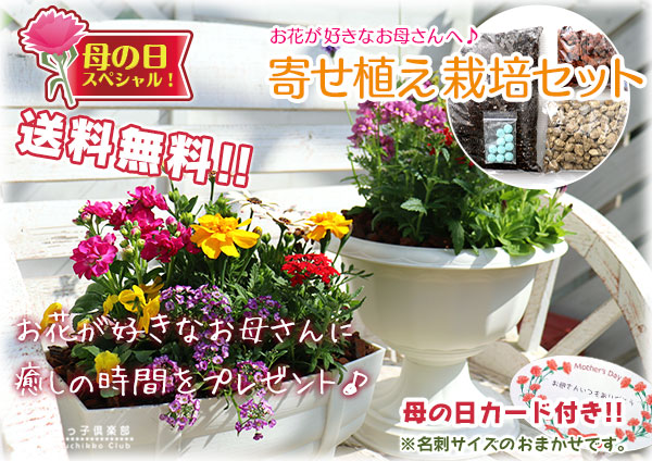 寄せ植え栽培セット
