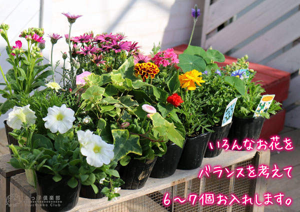 寄せ植え栽培セット