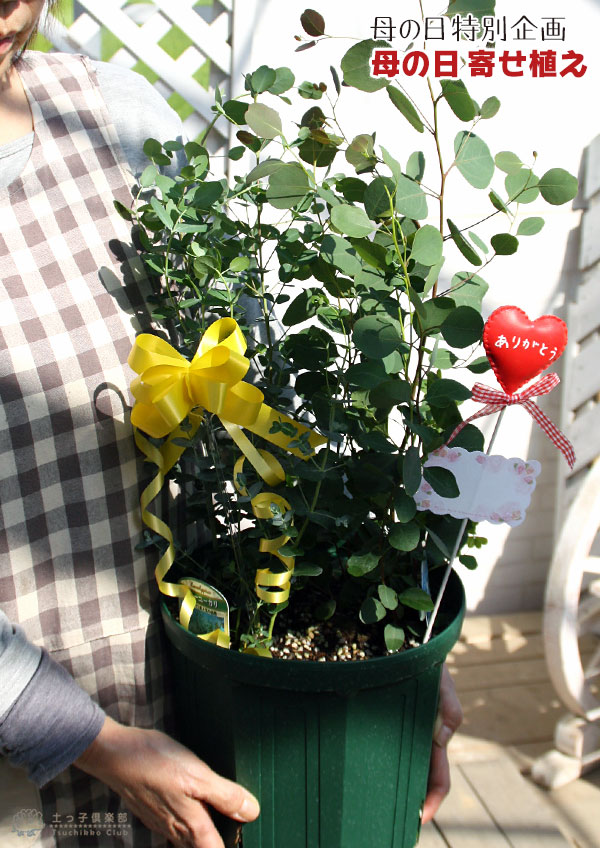 手に持った寄せ植え