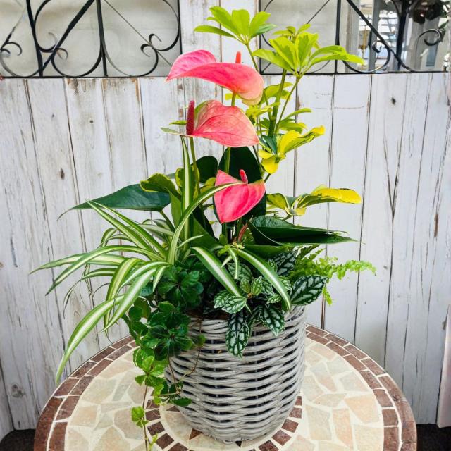 観葉植物 寄せ植え