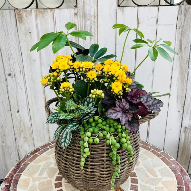 観葉植物 寄せ植え