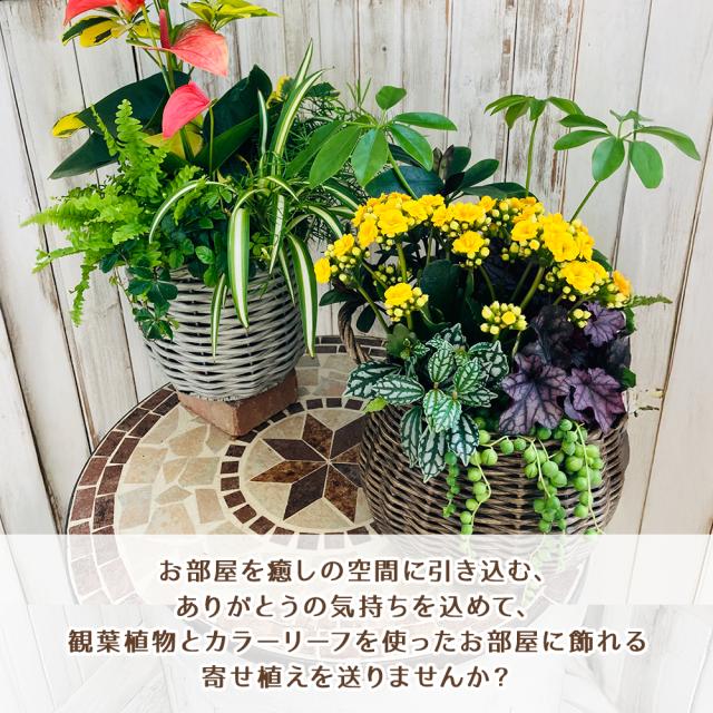 観葉植物 寄せ植え