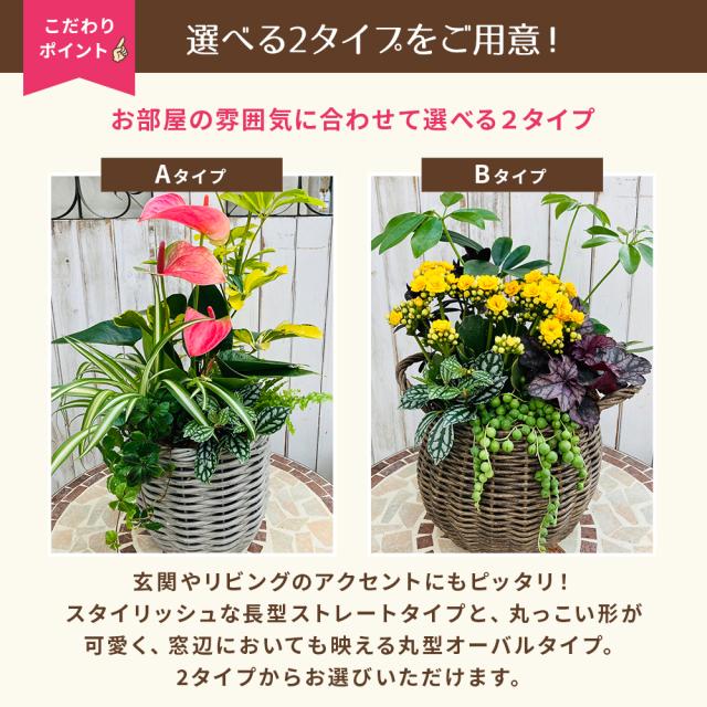観葉植物 寄せ植え