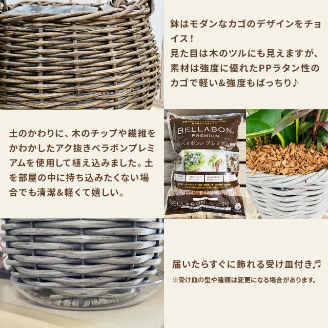 観葉植物 寄せ植え