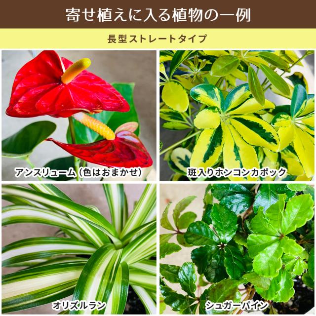 観葉植物 寄せ植え
