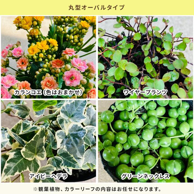 観葉植物 寄せ植え