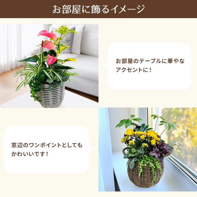 観葉植物 寄せ植え