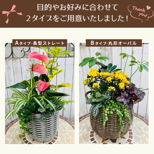 観葉植物 寄せ植え