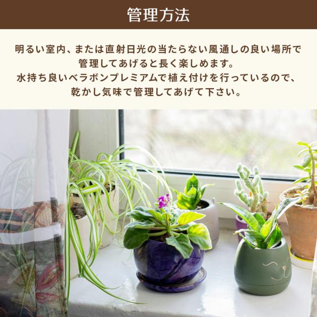 観葉植物 寄せ植え