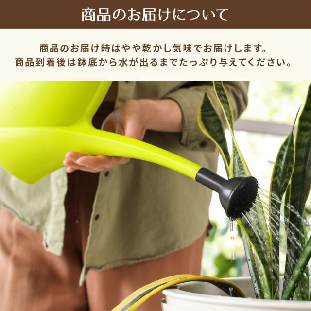 観葉植物 寄せ植え