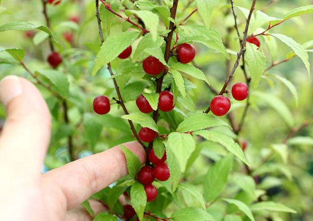 庭梅（林生梅）