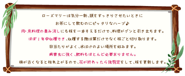 ローズマリー・マジョルカピンク